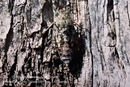 Cicada orni